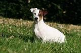 JACK RUSSEL 152